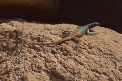 Broadley-Plattgürtelechse (Platysaurus broadleyi)