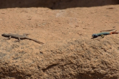 Broadley-Plattgürtelechse (Platysaurus broadleyi)