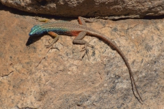 Broadley-Plattgürtelechse (Platysaurus broadleyi)
