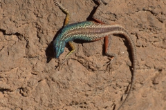 Broadley-Plattgürtelechse (Platysaurus broadleyi)