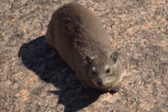 Kap-Klippschliefer (Procavia capensis)
