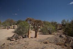 Köcherbaum (Aloe dichotoma) im Augrabies Falls National Park