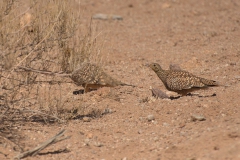 Nama-Flughuhn (Pterocles namaqua)