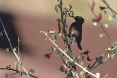 Rußnektarvogel (Cinnyris fuscus)