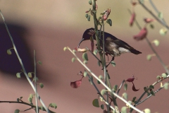 Rußnektarvogel (Cinnyris fuscus)