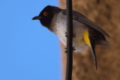 Feueraugenbülbül (Pycnonotus nigricans)