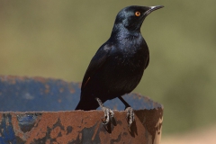 Fahlflügelstar (Onychognathus nabouroup)