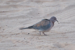 Palmtaube (Spilopelia senegalensis)