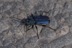 Blauvioletter Scheibenbock (Callidium violaceum)