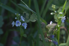 Quendel-Ehrenpreis (Veronica serpyllifolia)