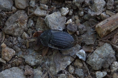 Schwarze Aaskäfer (Phosphuga atrata)
