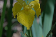 Sumpf-Schwertlilie (Iris pseudacorus)