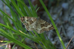 Gemeiner Bindenspanner (Epirrhoe alternata)