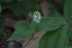 Zweiblättrige Schattenblume (Maianthemum bifolium)