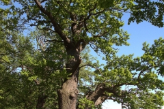 Stieleiche (Quercus robur)