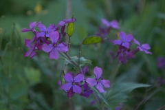 Einjähriges Silberblatt (Lunaria annua)
