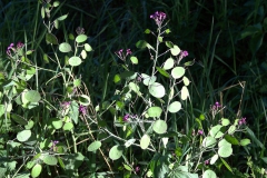 Einjähriges Silberblatt (Lunaria annua)