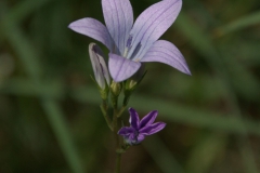 Wiesen-Glockenblume (Campanula patula)