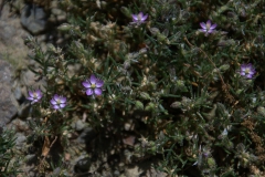 Rote Schuppenmiere (Spergularia rubra)
