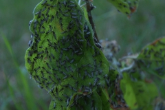 Unbekannte Insekten
