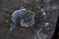 Schmetterlings-Tramete (Trametes versicolor)