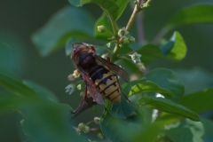Europäische Hornisse (Vespa crabro)