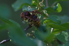 Europäische Hornisse (Vespa crabro)