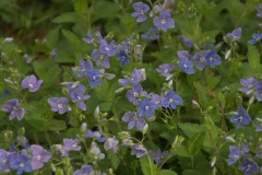 Gamander-Ehrenpreis (Veronica chamaedrys)