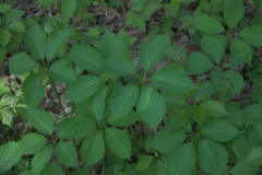 Blätter der Gewöhnlichen Jungfernrebe (Parthenocissus inserta)