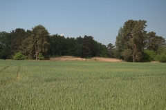 Sanddünen bei Veseli