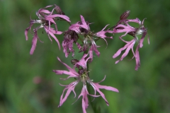 Kuckucks-Lichtnelke (Silene flos-cuculi)