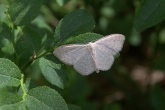 Gelblichweißer Kleinspanner (Scopula floslactata)