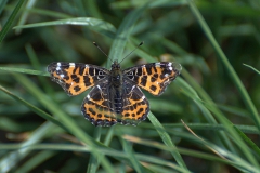 Landkärtchen (Araschnia levana)