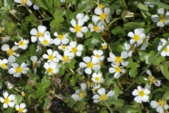 Efeublättriger Hahnenfuß (Ranunculus hederaceus)
