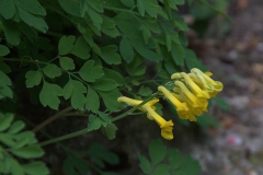 Gelber Lerchensporn (Pseudofumaria lutea)