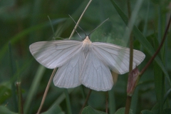 Hartheu-Spanner (Siona lineata)