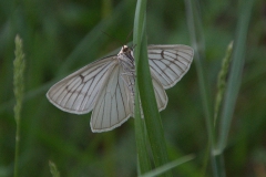 Hartheu-Spanner (Siona lineata)