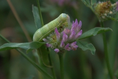 Raupe der Variablen Kätzcheneule (Orthosia incerta)