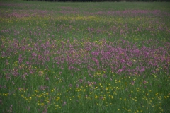 Kuckucks-Lichtnelke (Silene flos-cuculi)
