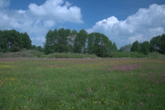 Kuckucks-Lichtnelke (Silene flos-cuculi)