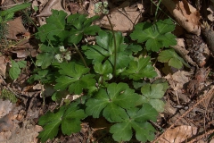 Wald-Sanikel (Sanicula europaea)