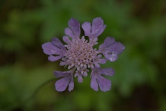 Tauben-Skabiose (Scabiosa columbaria)