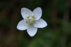 Sumpf-Herzblatt (Parnassia palustris)