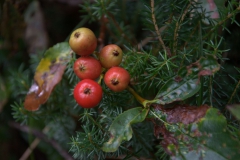 Zwerg-Mehlbeere (Sorbus chamaemespilus)