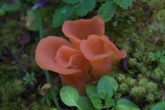 Fleischroter Gallerttrichter (Guepinia helvelloides)