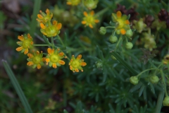 Fetthennen-Steinbrech (Saxifraga aizoides)