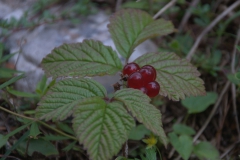 Steinbeere (Rubus saxatilis)