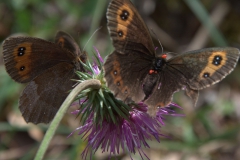 Graubindiger Mohrenfalter (Erebia aethiops)