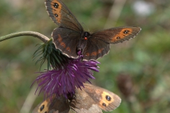 Graubindiger Mohrenfalter (Erebia aethiops)