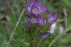 Deutscher Fransenenzian (Artengruppe) (Gentianella germanica agg.)
